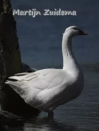 Boerengans [Anser anser domesticus]